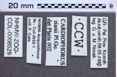 Etikette zu Cardiophorus zianii (Platia & Gudenzi, 2002) (NHMW-ZOO-COL-0008529)